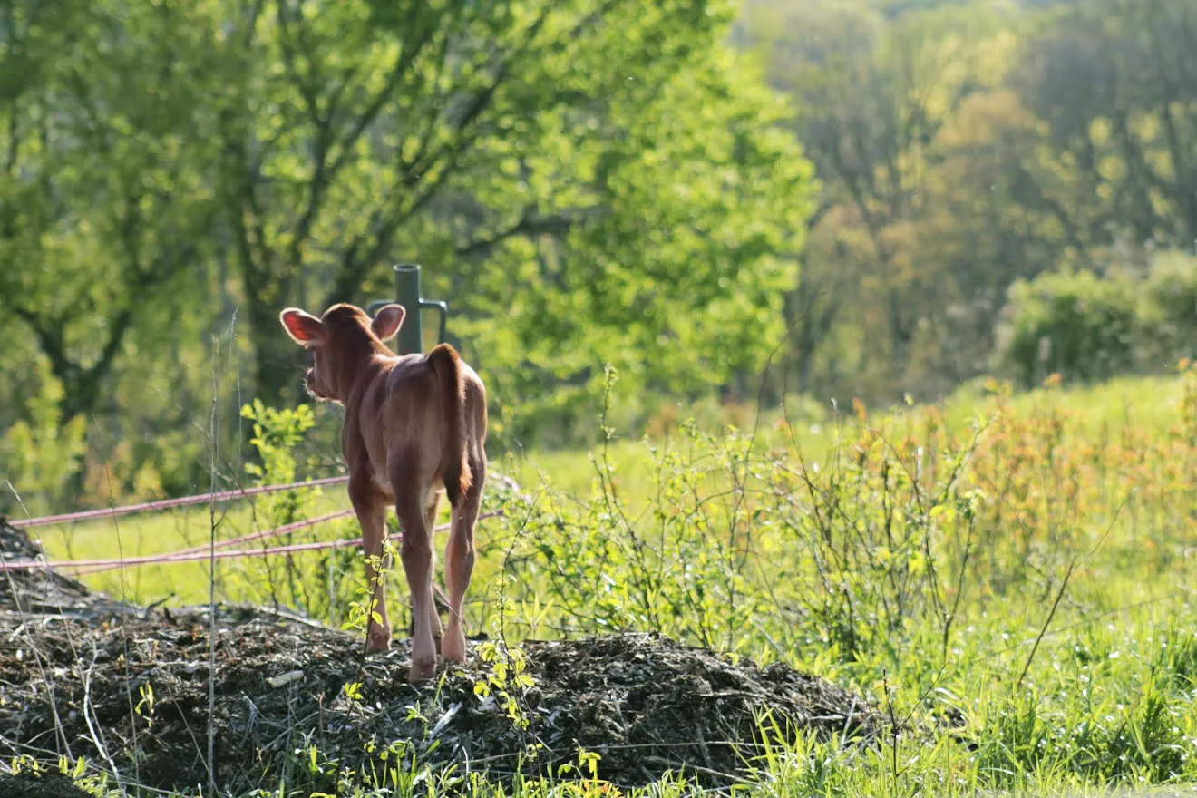 calf