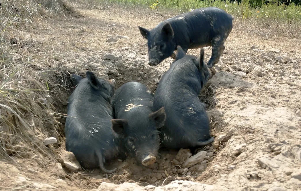 <span>About Ours</span><br> American Guinea Hog